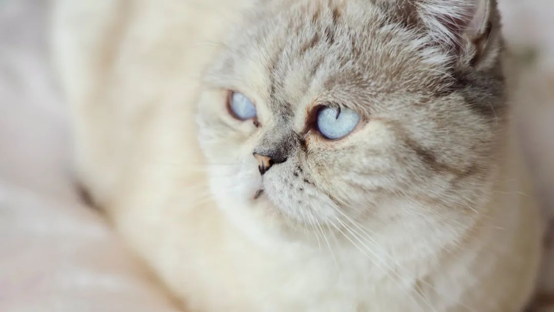 猫宫庄园•母猫怀孕失败原因探秘之一