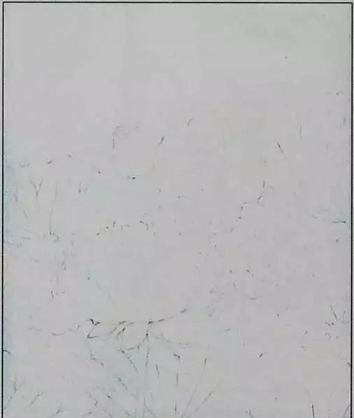 画荷塘与荷花,画一张美丽的荷塘画