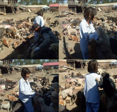 急需救助流浪狗,大量可怜的流浪狗