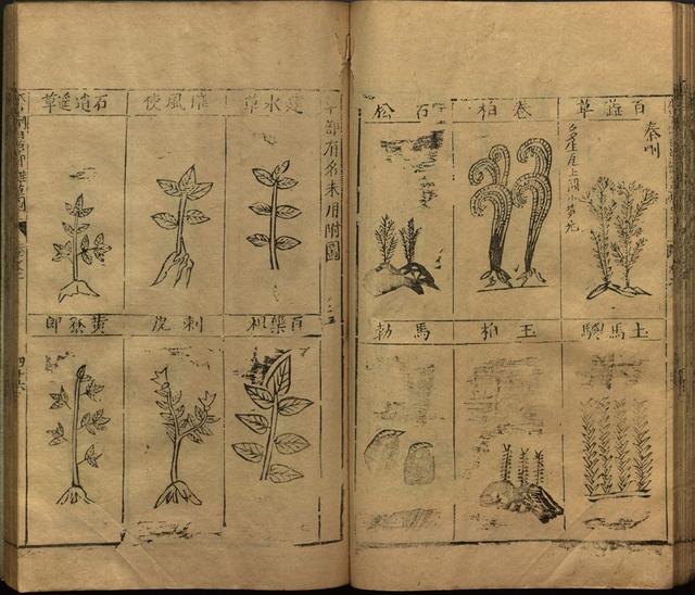 本草纲目中插图是李时珍画的吗,本草纲目李时珍插图