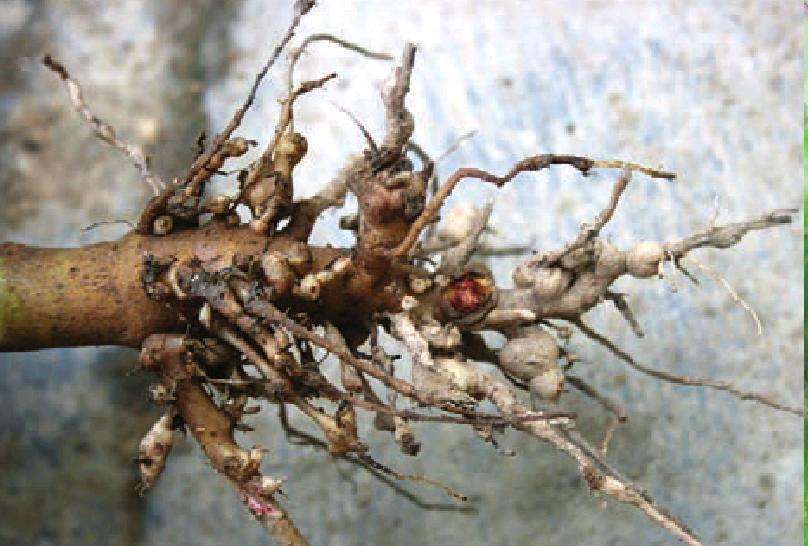 栀子花小黑虫什么样,栀子花就是养不活怎么办