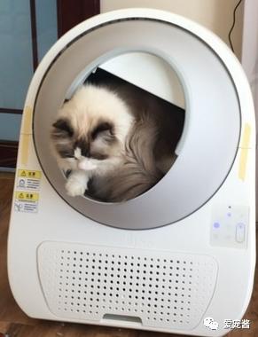 如何领取一只猫咪,如何获得一只猫咪