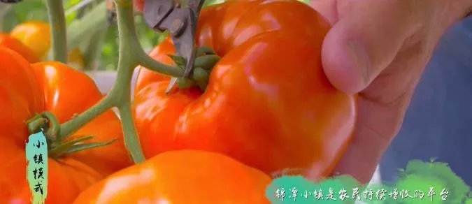 广东清远农民丰收节,清远市庆祝农民丰收节