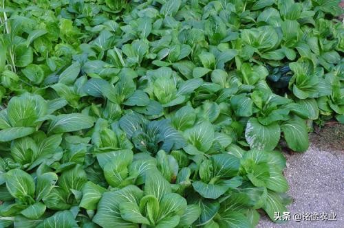 什么青菜好种植又有营养,铭途农业
