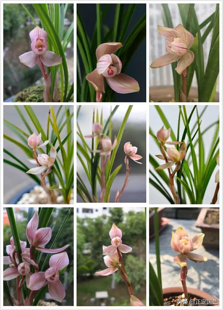 为什么兰花被称为国兰,为什么兰花又叫国兰