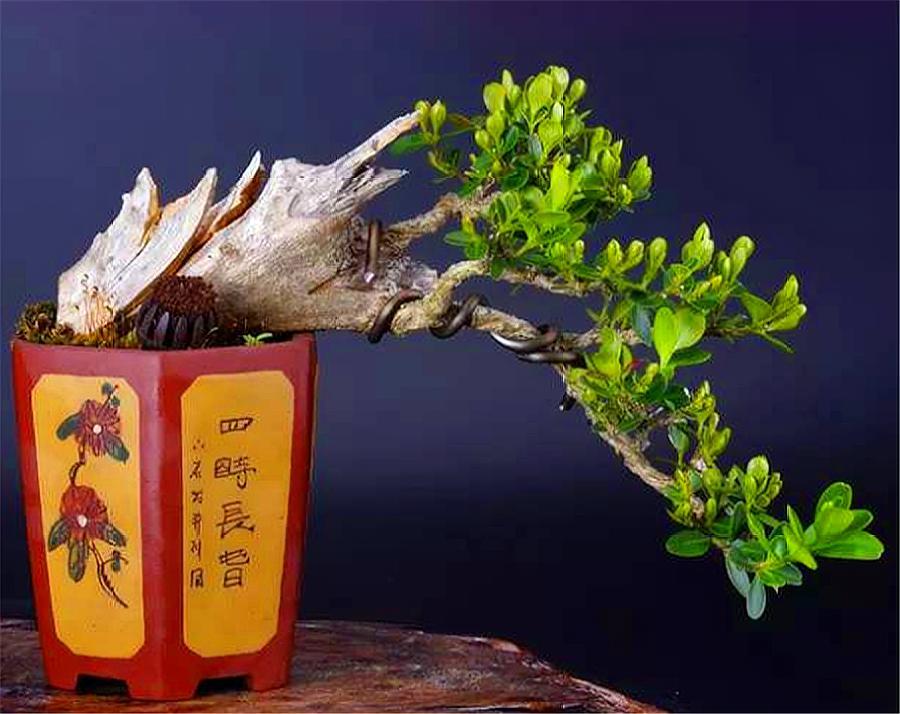 皱皮黄杨烂根了还有补救方法吗,黄杨盆景失枝的原因是什么