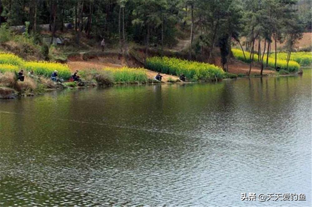 惊蛰怎样的天气好钓鲫鱼,清明阴雨天还能野钓鲫鱼吗