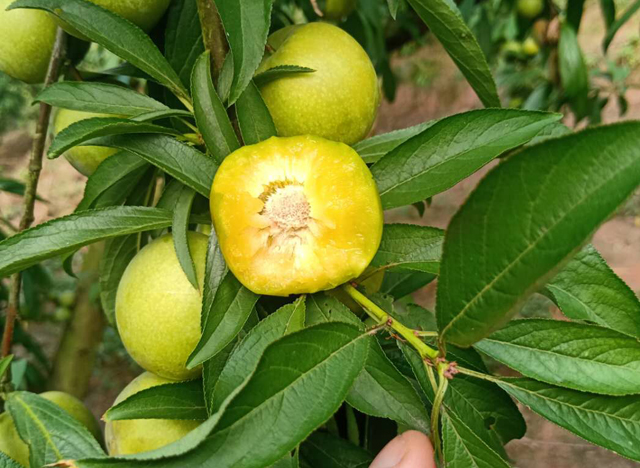 汶川脱骨晚熟青脆李子苗,特晚熟青脆李子苗