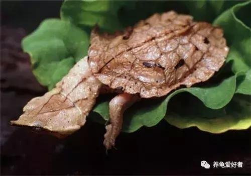 怎样才能养好龟，其实口诀不难，细节不少！