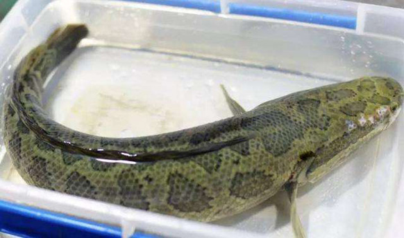 黑鱼和雷龙和金龙鱼哪个适合观赏,攻击性观赏鱼和黑鱼差不多