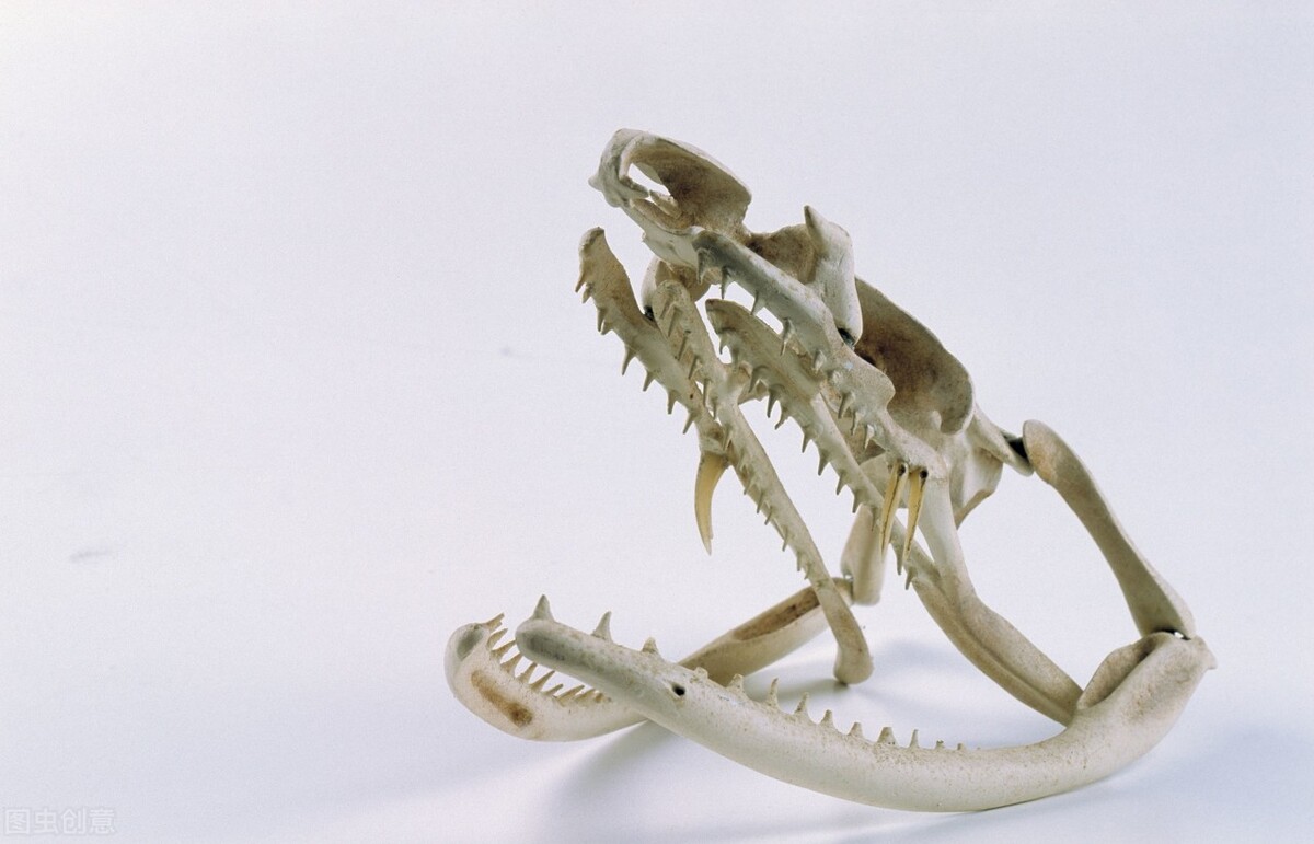 印度男咬死眼镜蛇,印度男子咬死眼镜蛇