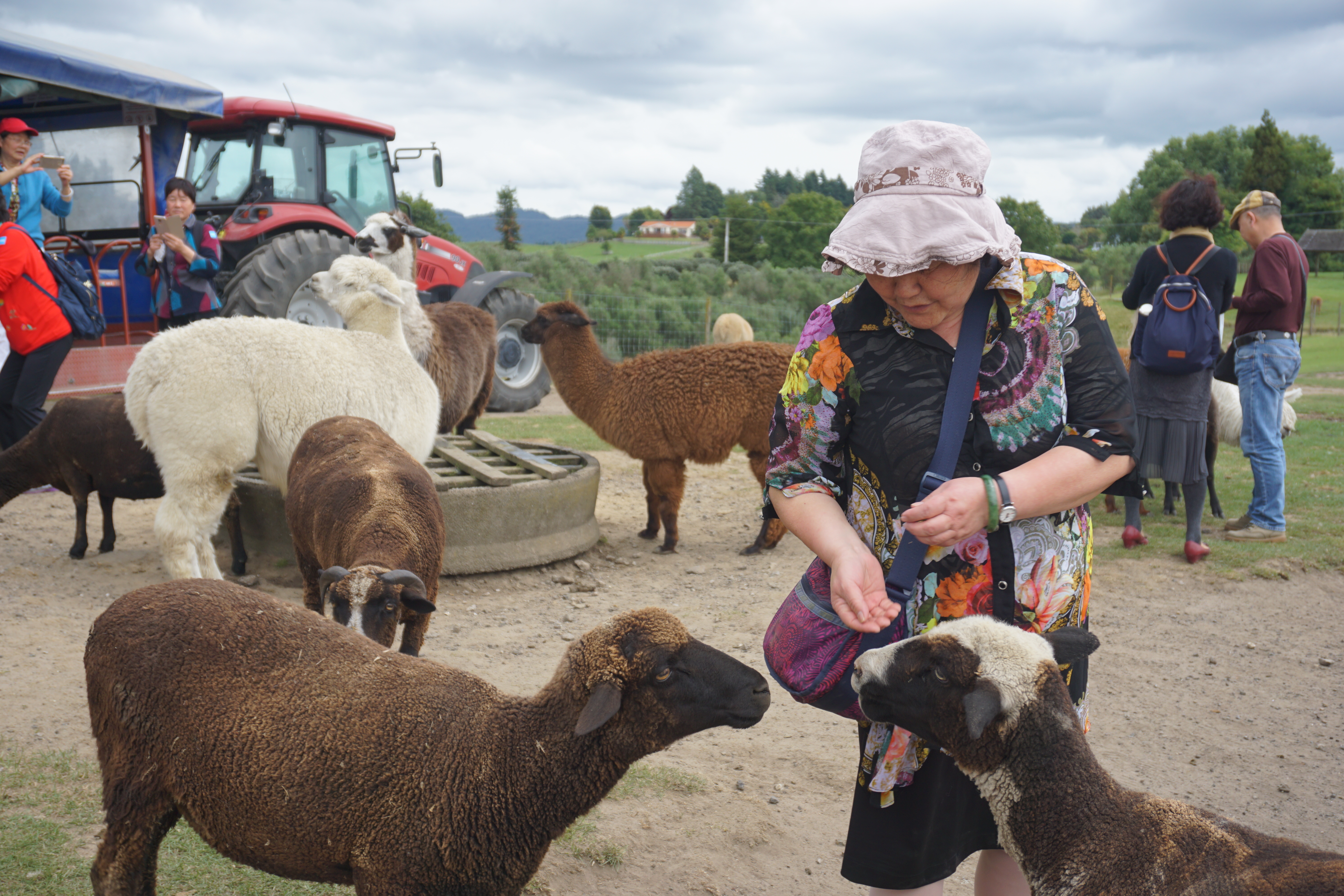 新西兰天然农场,成都新西兰牧场
