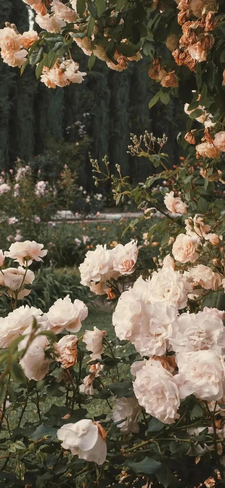 手机壁纸图案大全漂亮的,家和万事兴图片漂亮的手机壁纸