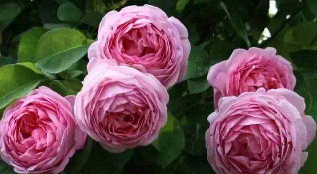 99棵月季,最值得入手的玫瑰月季