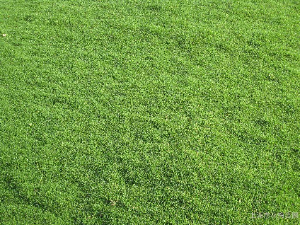 最好的果岭草,果岭草夏季景观