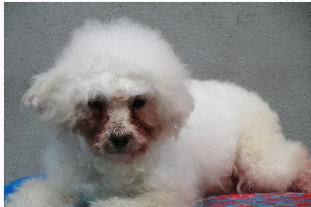 为什么狗狗不能吃盐,狗狗到底能不能吃咸的食物