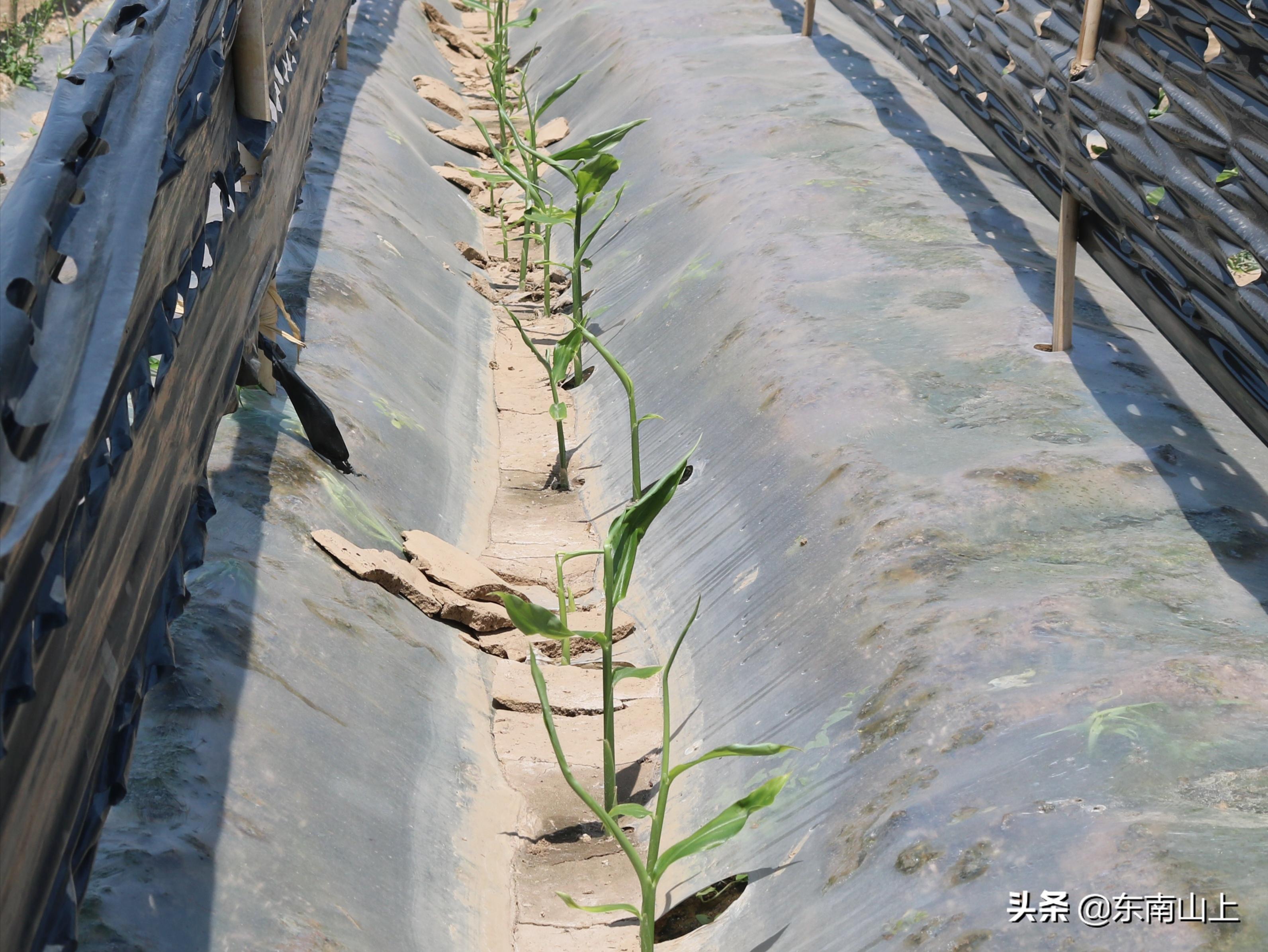 如何防止生姜烧苗,生姜种植生长期防虫最好的方法