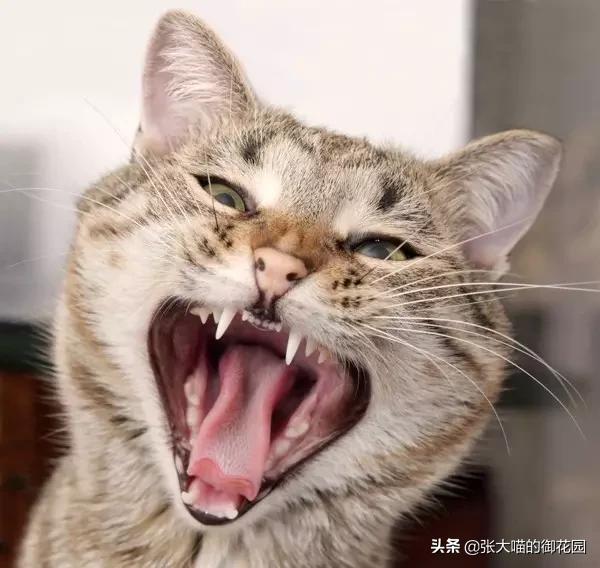 猫咪有很多口臭是什么原因,猫咪口臭是什么原因导致的