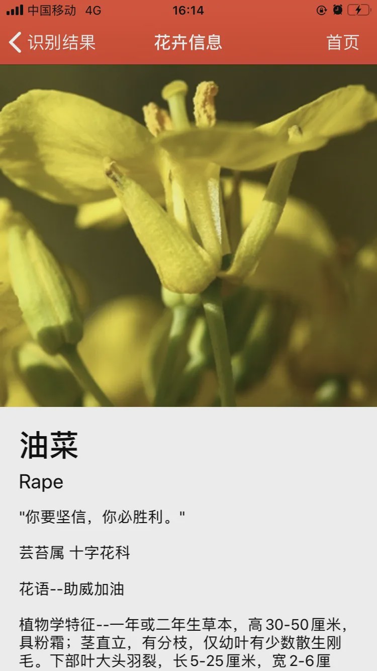 哪个识花软件最好用,识花app免费的哪个好