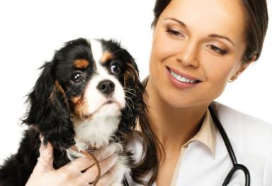 家里狗掉毛难闻是什么病,狗狗身体发臭什么原因