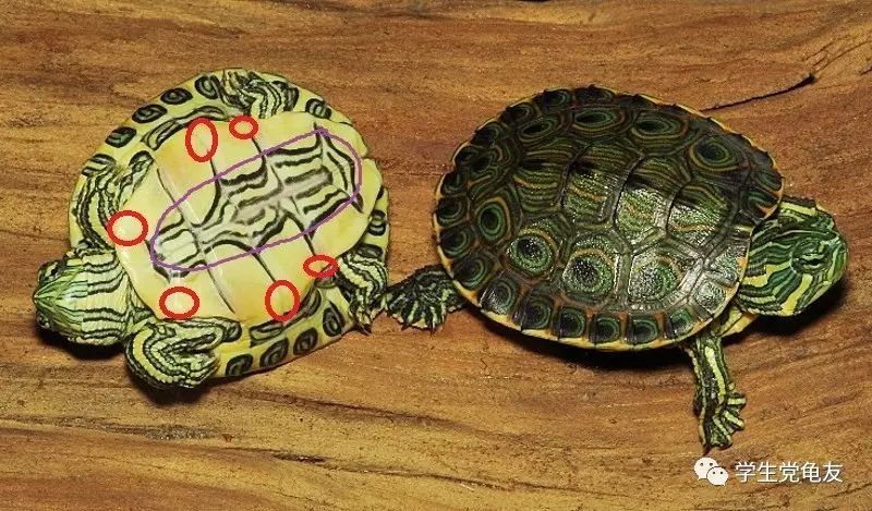 真假李逵——我们买到的“大河甜甜圈”是何许龟也？