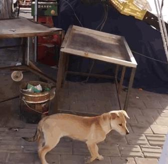 狗界“霸气”的几种狗,家里养一只,小偷不进门