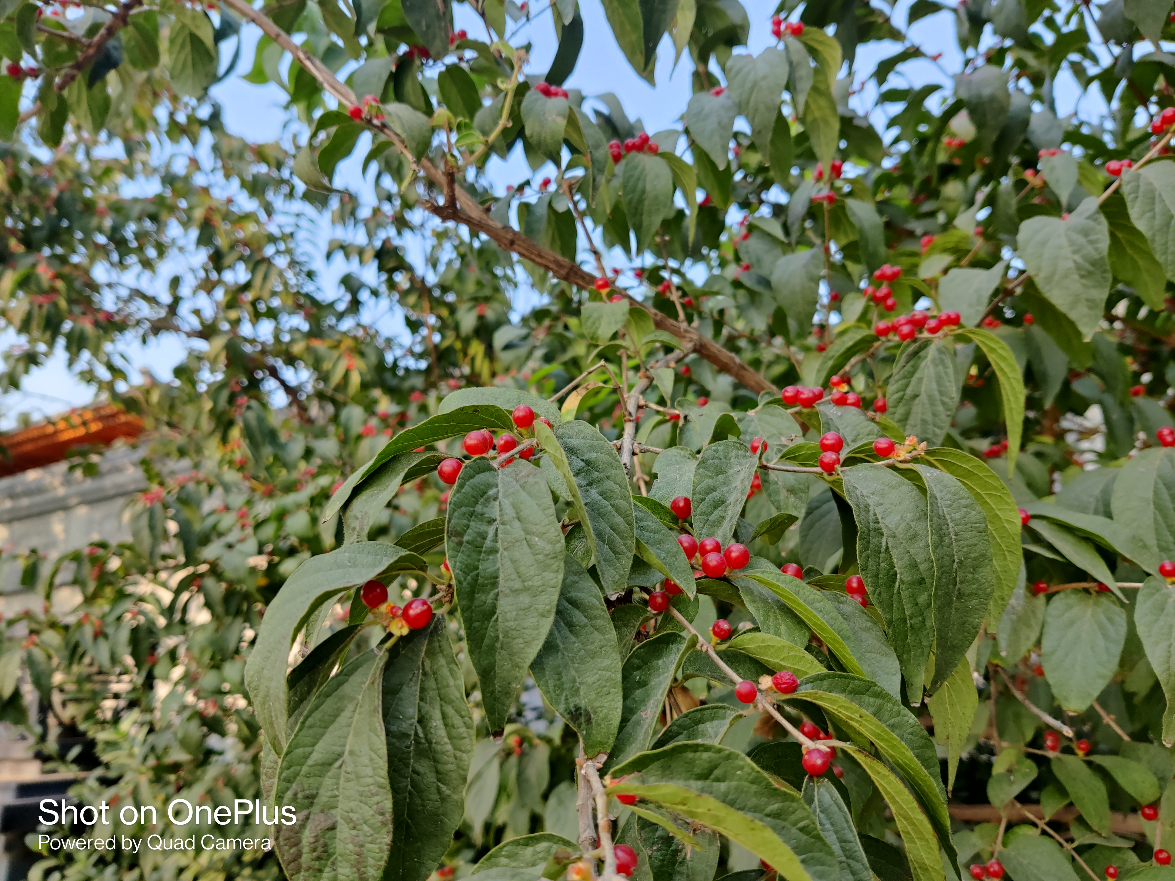 一加8t到底好用不,一加8t用一个月感受