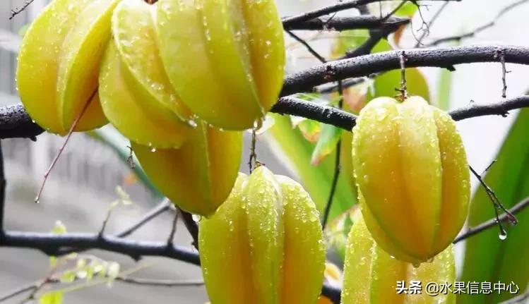 中国水果大全,中国水果大全图片和名字