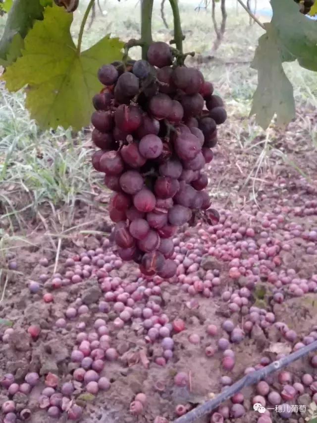 高温下雨后葡萄怎样防裂果,连续雨天葡萄怎么处理