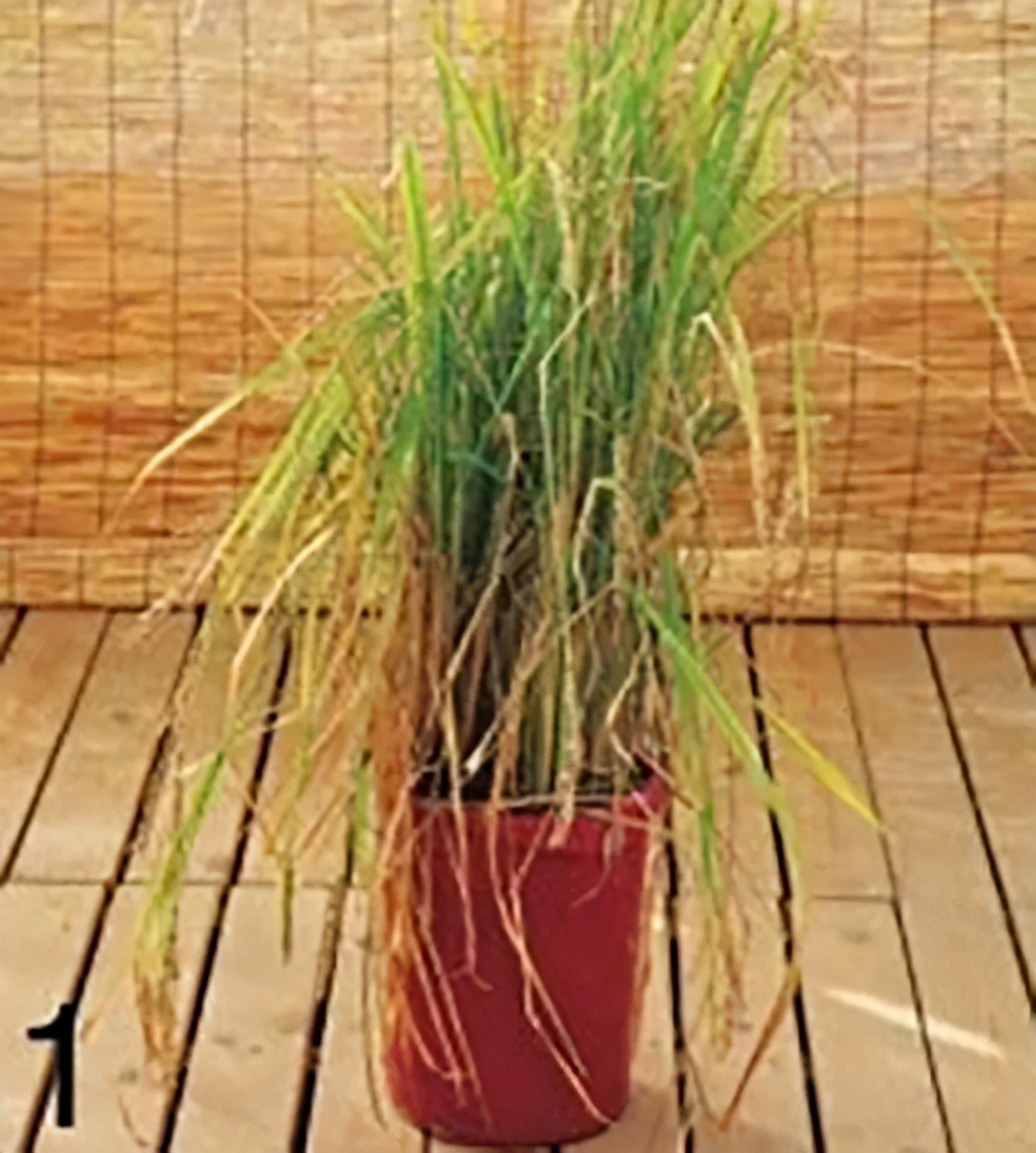 “大米熟了”，不是锅里煮的，而是阳台上栽的，一起来采摘吧