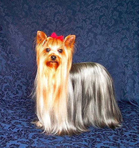 约克夏狂犬疫苗要打吗,约克夏犬伊维菌素能打吗