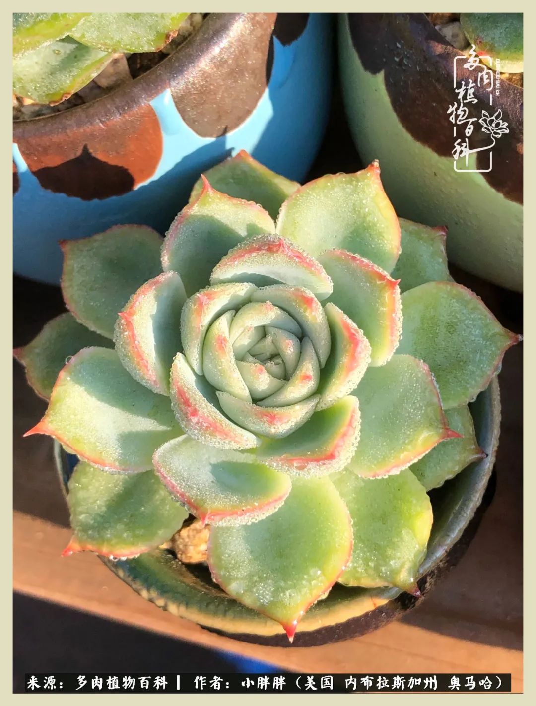 多肉小白入坑攻略,多肉小白2个月成功入坑