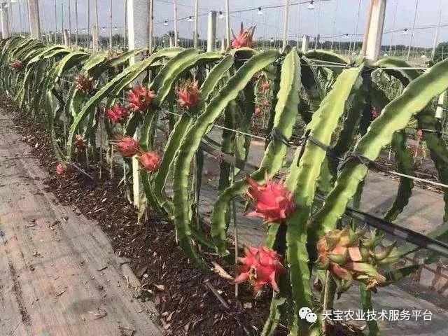 盆栽火龙果施肥,火龙果如何施肥