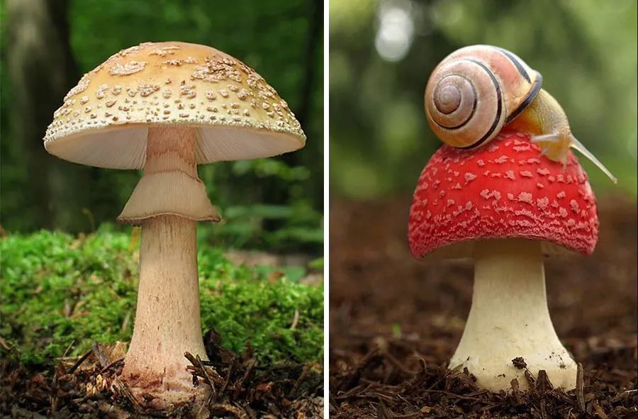 美丽的蘑菇创意儿童画,彩色蘑菇创意儿童画教程