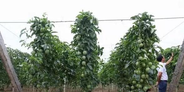 扦插的百香果怎么修剪摘心,盆栽百香果摘果后怎样修剪