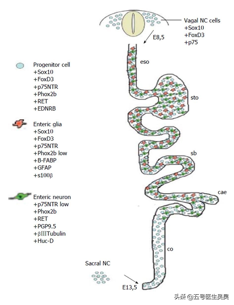 肠易激综合征便秘型如何治疗,得了顽固性便秘怎么办