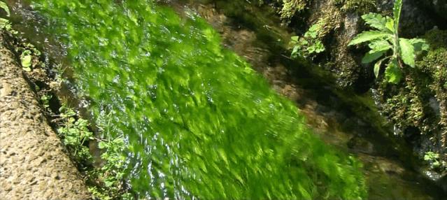 日本和牛三大名牛,日本和牛最出名