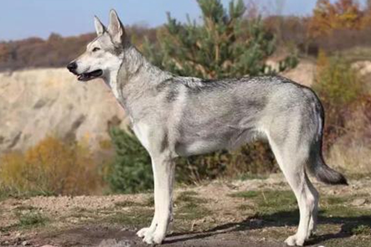 捷克狼犬和哈士奇哪个像狼,哪些狗和哈士奇很像狼犬