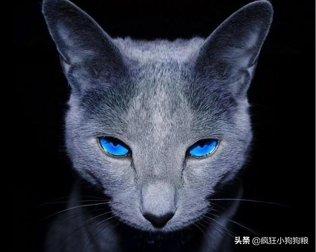 狗的寿命和猫的寿命,猫寿命和人寿命对比