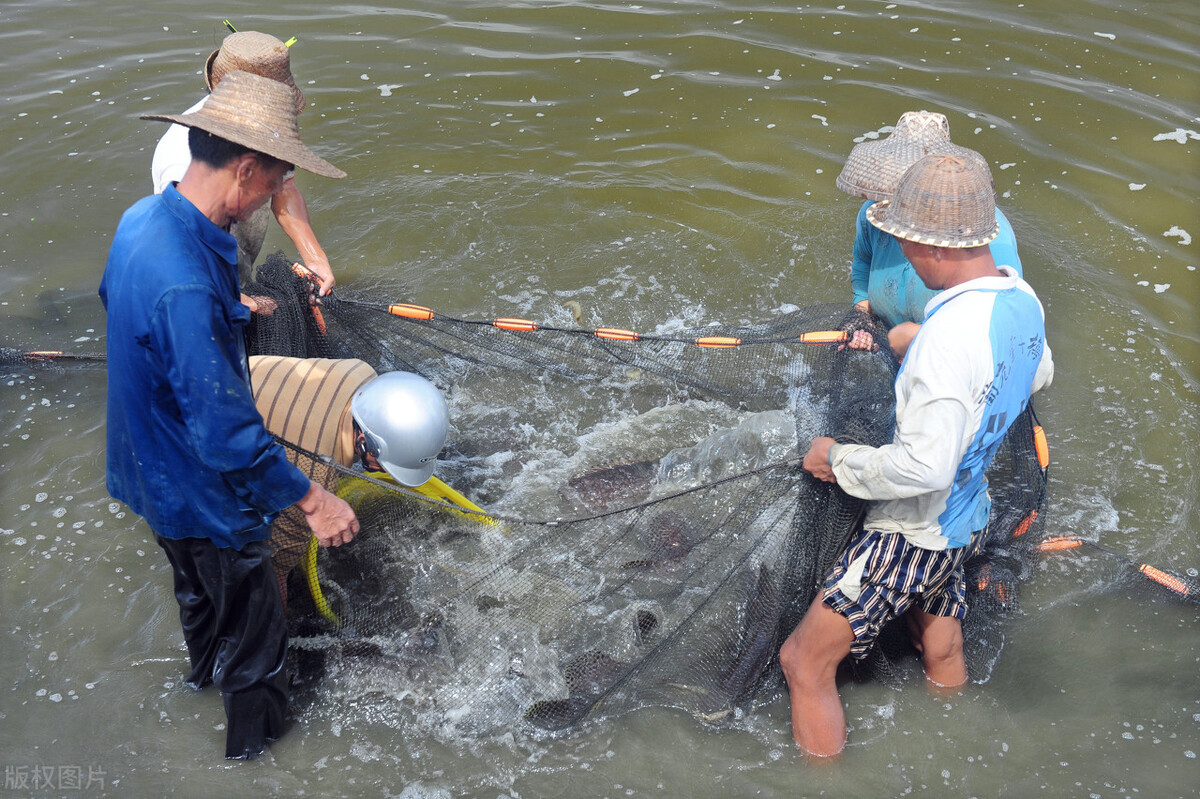 麦鲮侵入南方水系，30年成“珠江一哥”，真比罗非鱼还难缠？