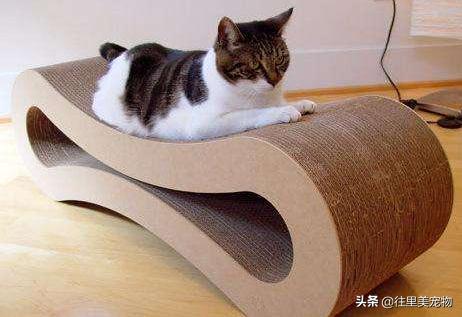 短腿小奶猫需要注意什么,小奶猫呆萌的样子真的心都化了