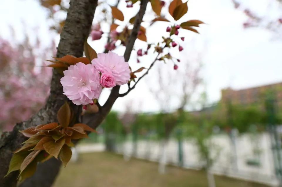 这等世外仙境竟然在西南交通大学希望学院?