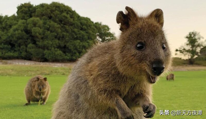 世界上最萌的动物前三名,世界上最呆萌的动物排名