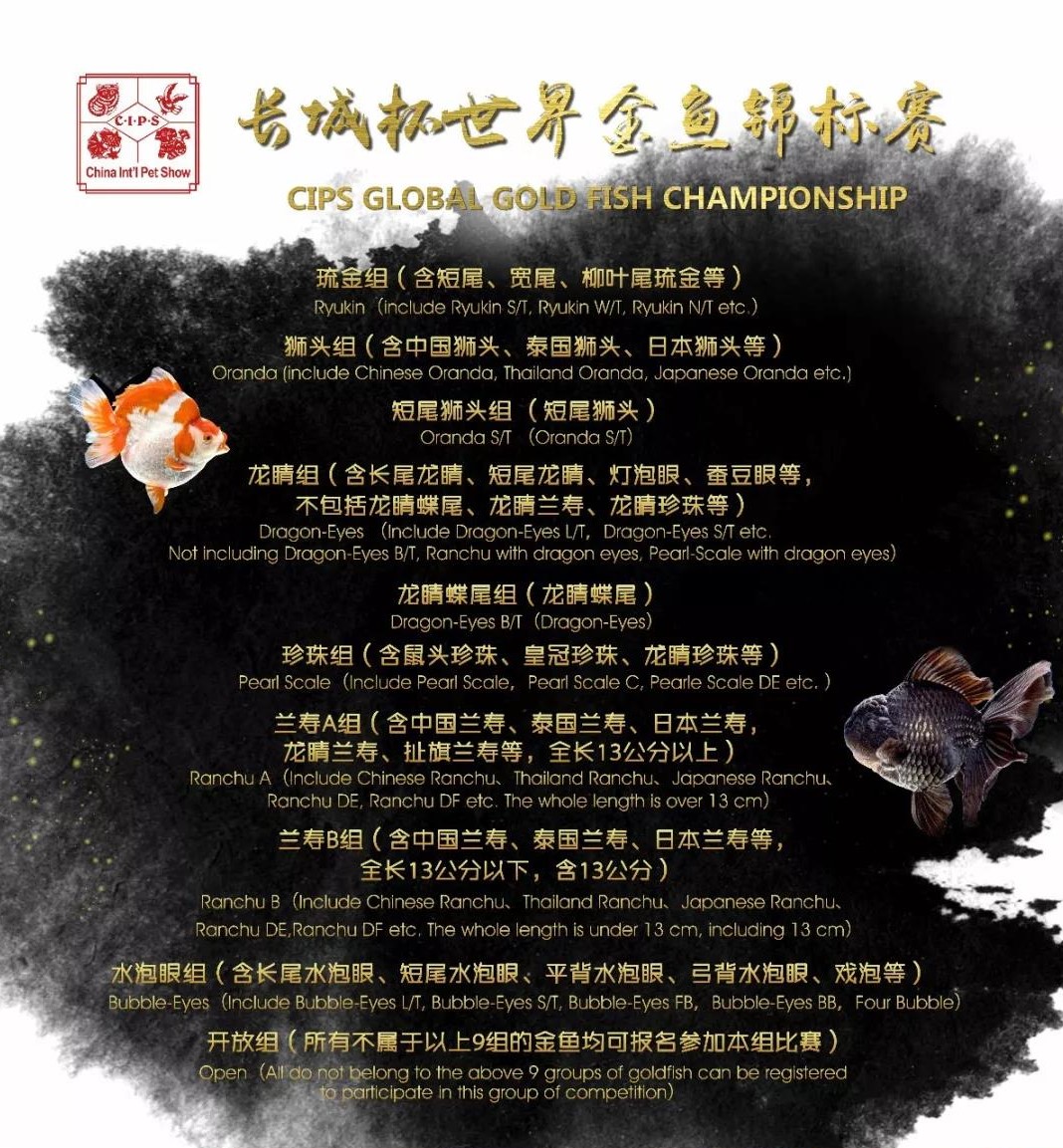 梦里金鱼知多少|〇二狮头Oranda分组(大赛报名开启)