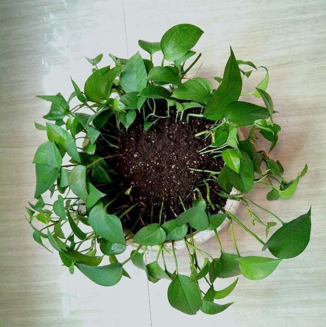 绿萝扦插方法和注意事项,绿萝的扦插方法和注意事项有哪些