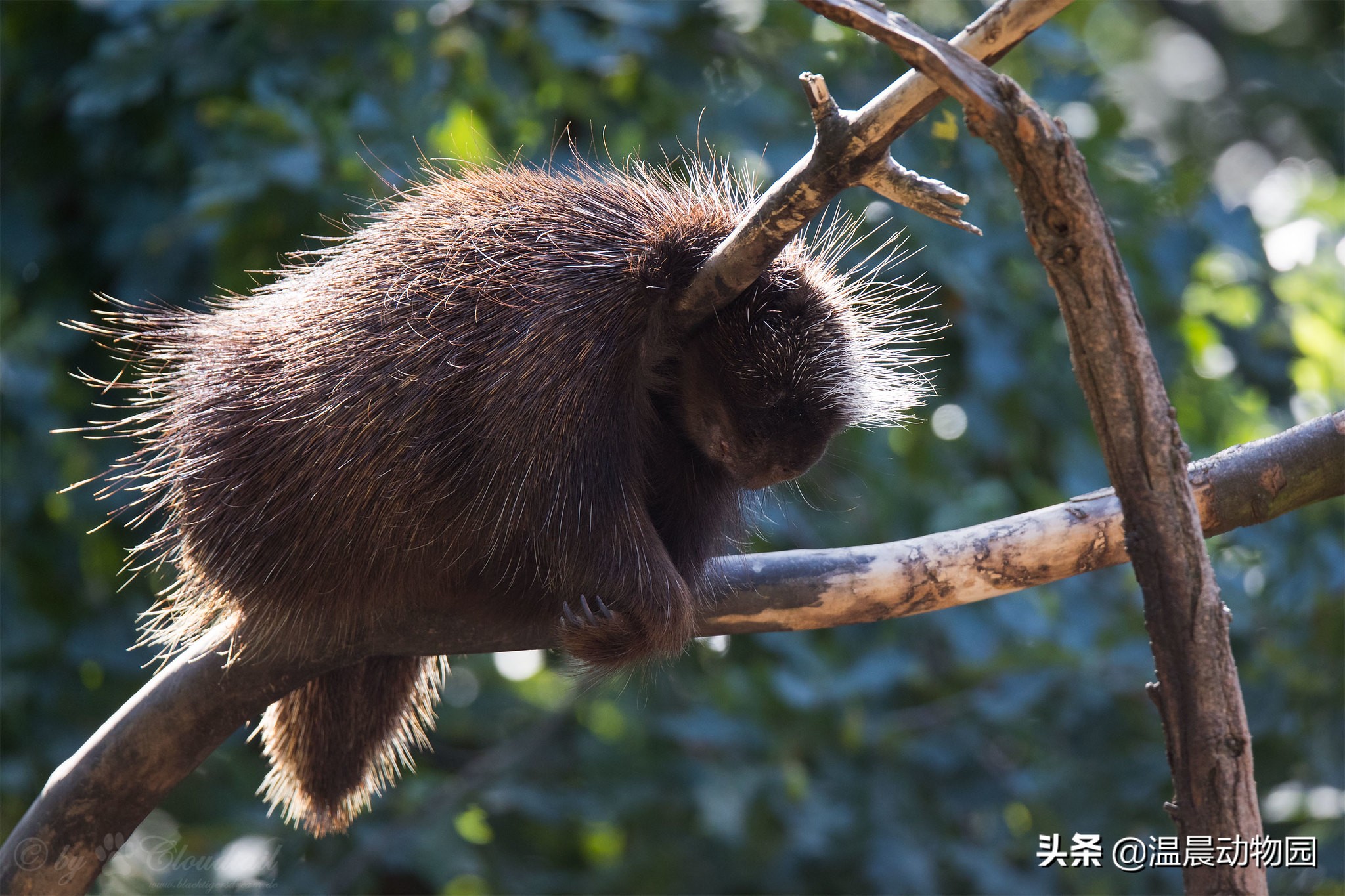 辟谣：非洲“平头哥”所向披靡？不，遇到这种动物一样要退避三舍