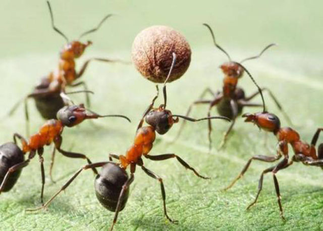 行军蚁究竟有多可怕,美洲行军蚁事件