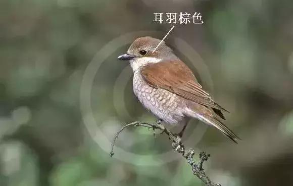 伯劳鸟饲养,没睁眼的伯劳怎样饲养