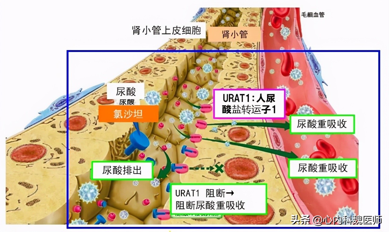 阿利沙坦酯片降血压效果怎么样,阿利沙坦酯片降尿蛋白效果怎么样