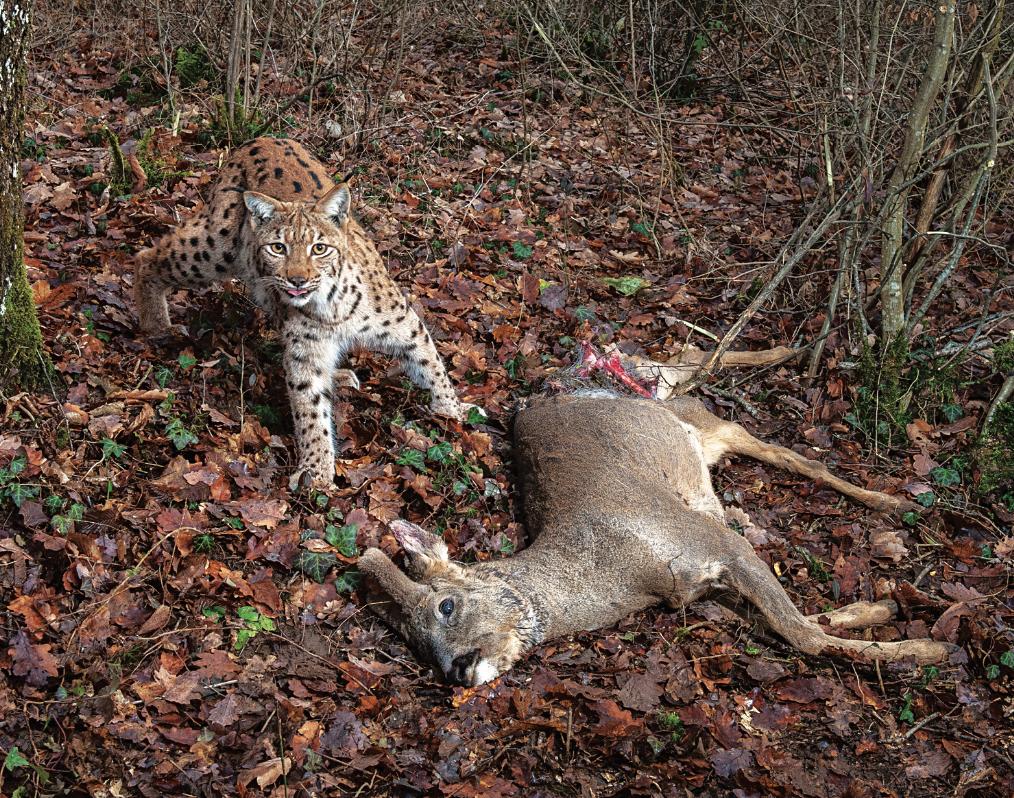 哪种猫最粘人最好养,哪种猫最温顺最粘人还比较便宜